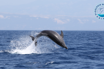 Dolphin Watching Adriatic – adventure with Blue World Institute