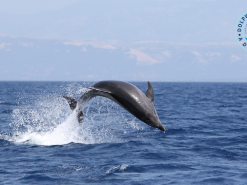 Dolphin Watching Adriatic (5)