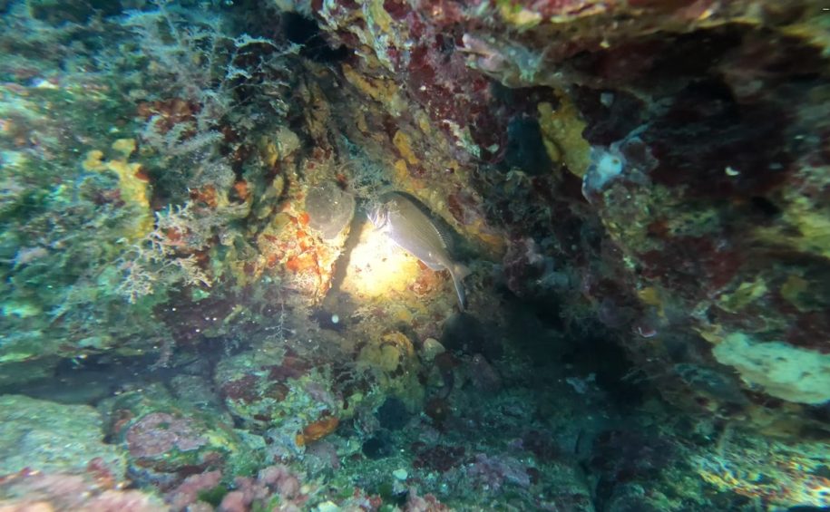 OKTI Spearfishing safari (5)