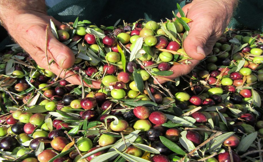 Olive Oil Tour with Tastings (9)