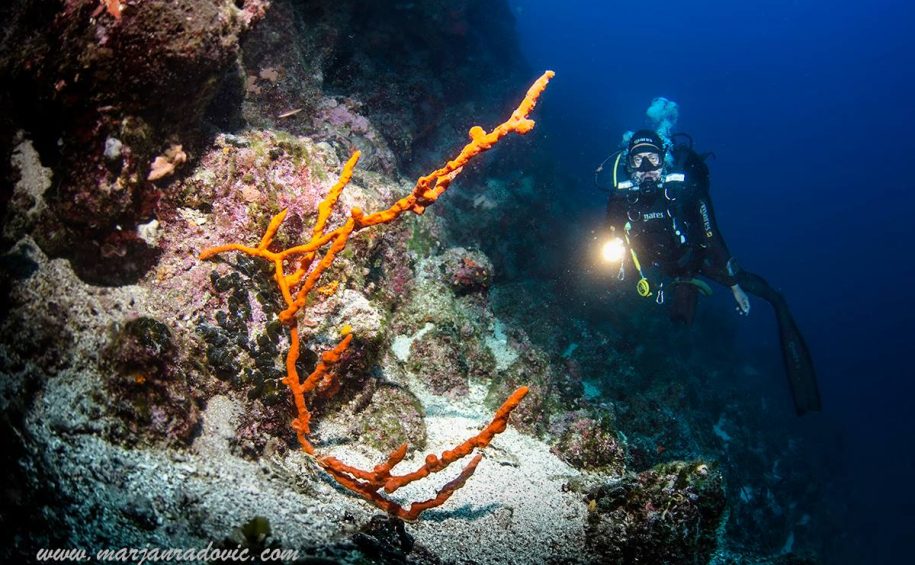 Try scuba diving program SSI 4