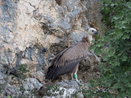 Unique birdwatching – Observing Griffon Vultures in their natural environment – boat tour 1